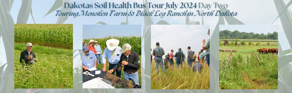 A collage of pictures from No-till on the Plains' 2024 Dakotas Soil Health Bus Tour. These images include, from left to right, a field where an employee of Dakota Lakes Research Center stands chest deep, discussing their work, a group of producers examining soil, a group of producers in a wheat field, and a pasture with livestock.