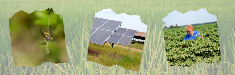 Collage from RIPE's trip to Arkansas. From left: a banana spider in its unique web, solar panels on a farm, and RIPE Past President Eunie Biel waist-deep in a cotton field.