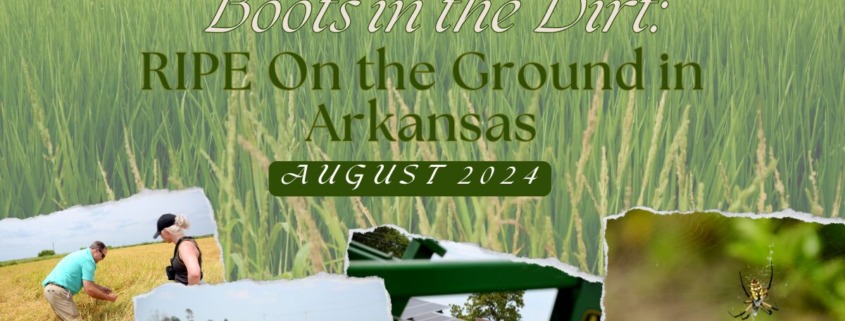 A collage of pictures from RIPE's trip with the Alliance to Advance Climate-Smart Agriculture for their summit. From left: RIPE Executive Director Trey Cooke in a rice field with RIPE Steering Committee representative, RIPE Board Member Eunie Biel in a cotton field, solar energy on a farm, and a banana spider in an Arkansas crop field.