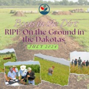 A collage of pictures from RIPE's trip with No-till on the Plains for their Dakotas Soil Health Bus Tour. Image of a soil mound, a pasture with livestock, producers examining soil, a producer in an unmowed pasture, and producers conversing in a crop field.